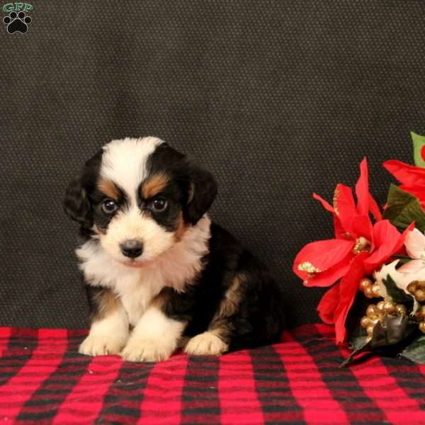 Omar, Mini Bernedoodle Puppy